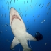 shark_tiger_sand_spar_v_0317_nca0645.jpg